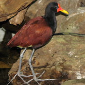Wattled Jacana